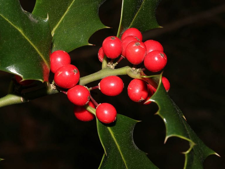 Ilex aquifolium_Blatt, Früchte